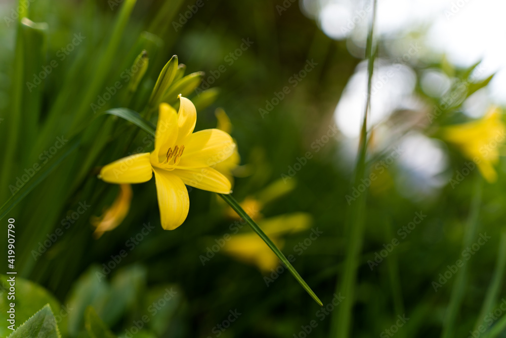 Fototapeta premium gelbe lilie