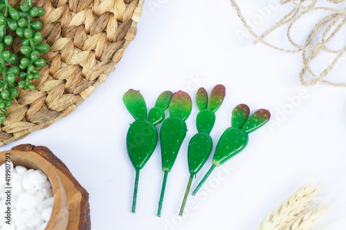 Beautiful Mini Cactus Succulents flat lay nature artistic vintage on a blurry artistic natural bright white background