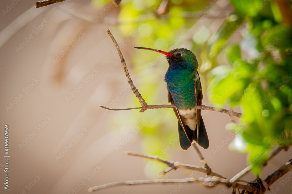 Broad-billed Hummingbird perched on branch.