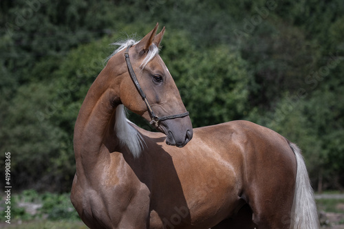 Portrait of a beautiful buckskin horse looks back on natural green summer background, head closeup