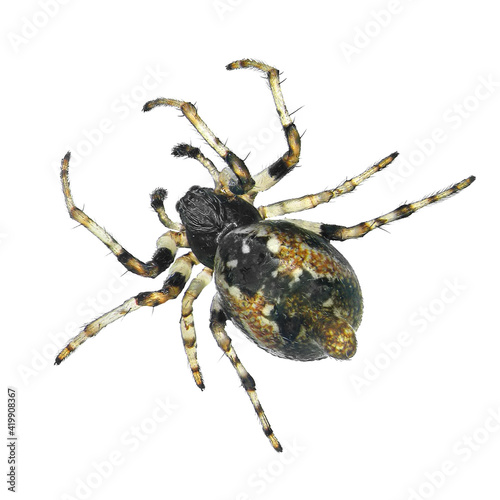 Orb-weaver spider, Cyclosa sierrae (Araneae: Araneidae) isolated on a white background photo