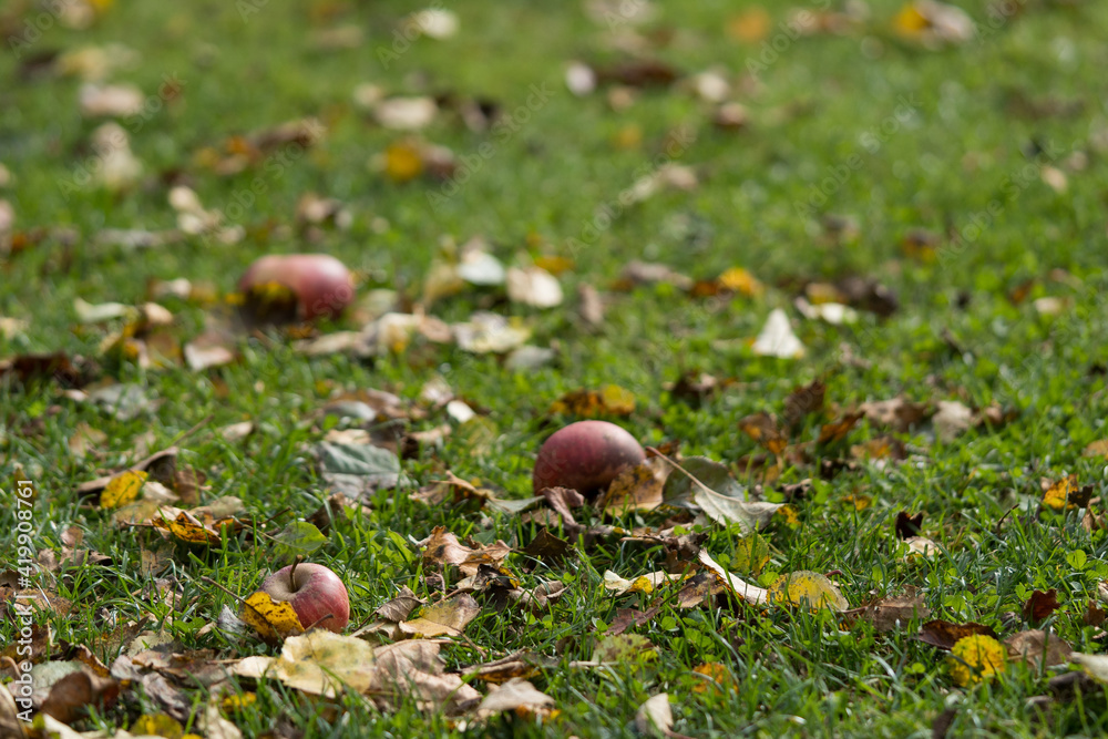 Apfel auf einer Wiese
Apfel auf einer Wiese