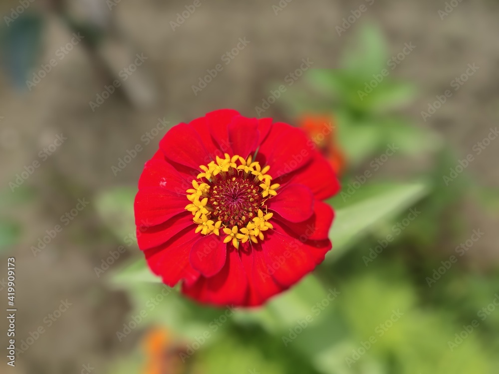 red poppy flower red poppy flower