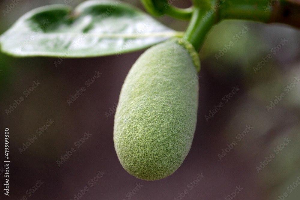 young jackfruit, khanun-on on tree young jackfruit, khanun-on on tree