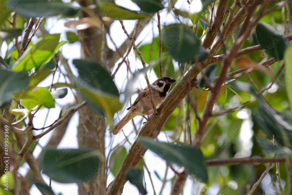 Fototapeta premium eurasian tree sparrow on tree