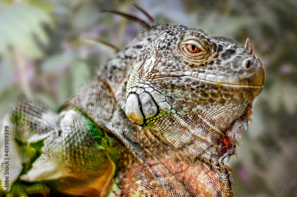 Obraz premium A big iguana lizard on green background.