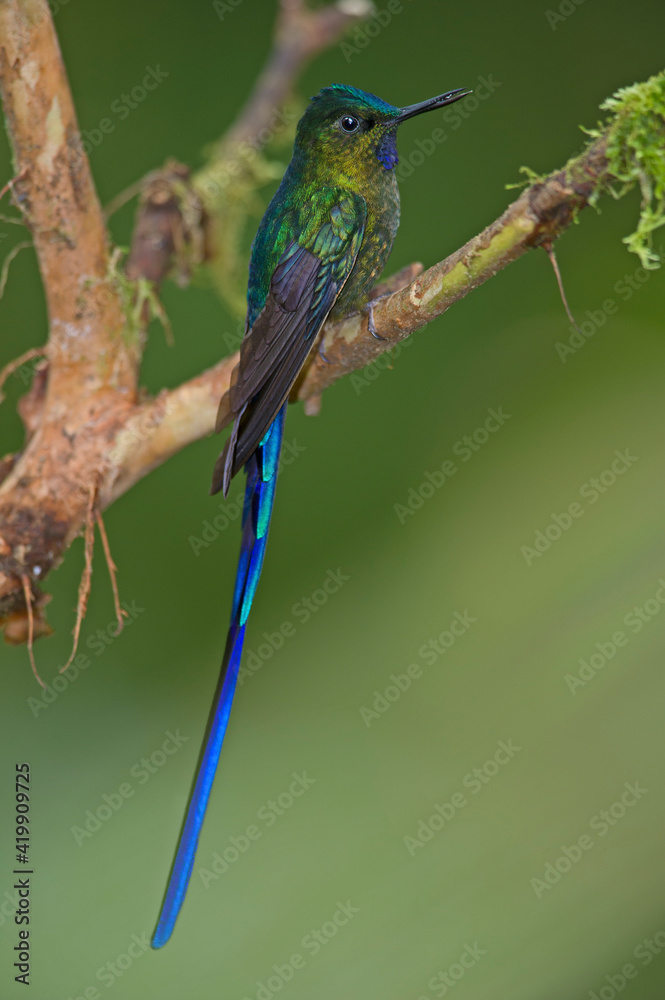 Fototapeta premium Violet-tailed Sylph