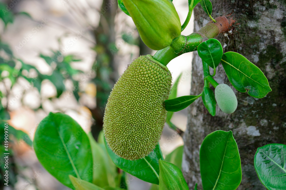 young jackfruit, khanun-on on tree young jackfruit, khanun-on on tree
