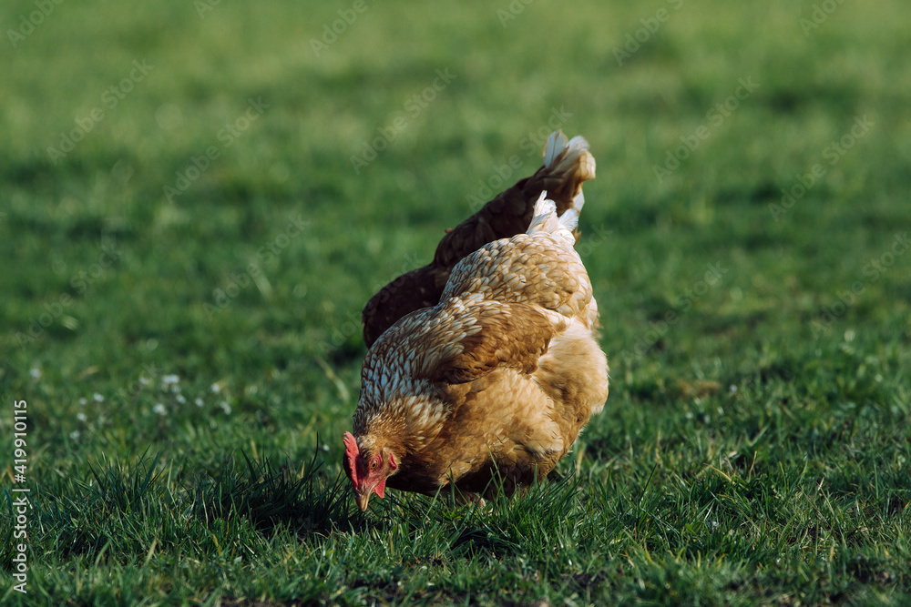 Fototapeta premium Brown chickens on a farm
