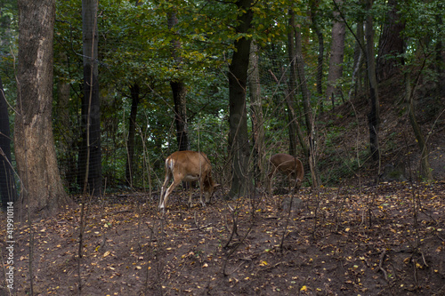 A couple of young deer walking in the forest