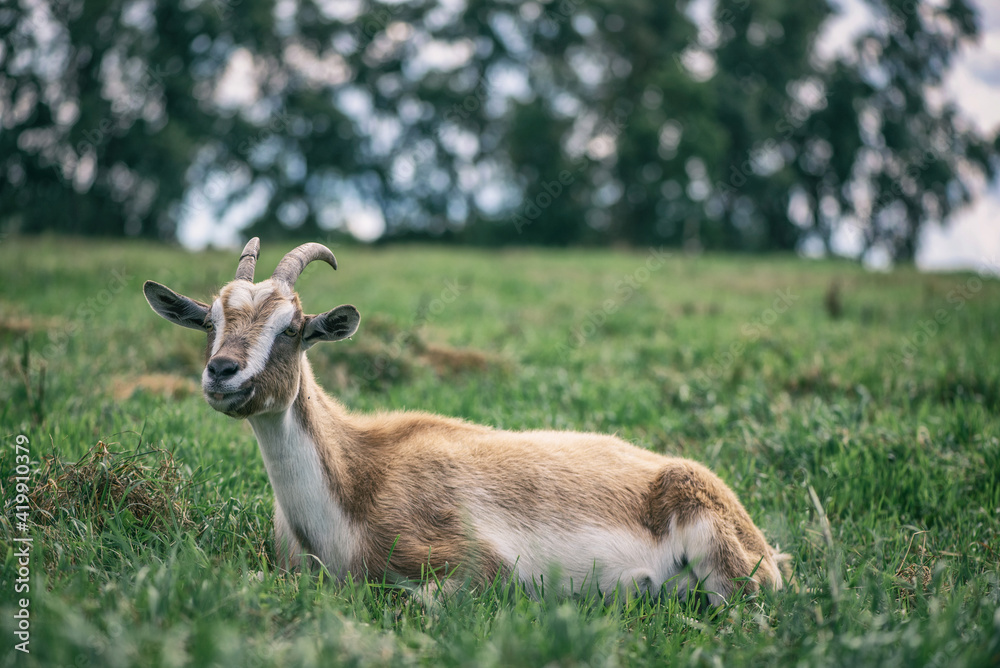Portrait of a domestic goat lying in a field on the grass. Portrait of a domestic goat lying in a field on the grass.