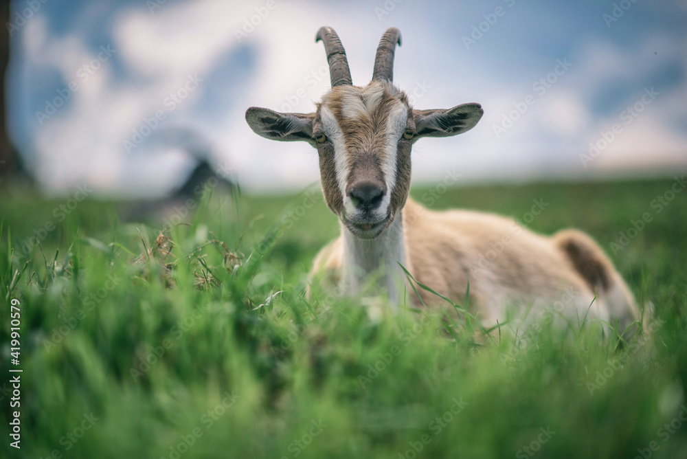 Portrait of a domestic goat lying in a field on the grass.