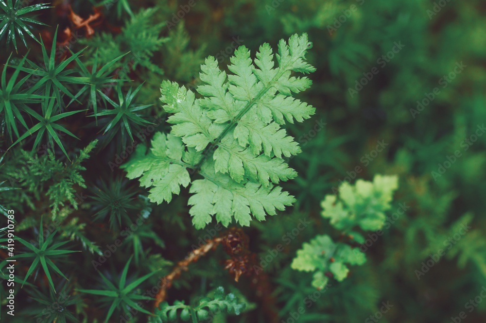 Closeup macro of small leaves in moss