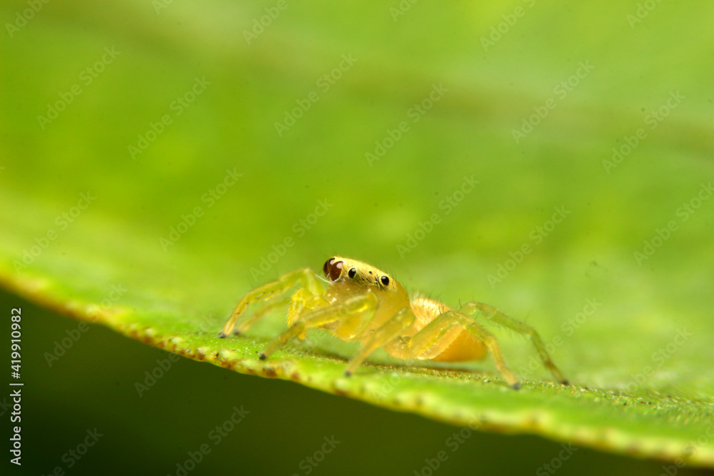 close-up Jumping spider eyes big glasses on leaf close-up Jumping spider eyes big glasses on leaf