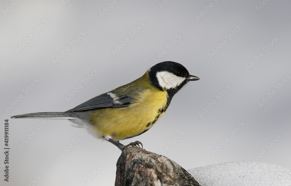 Fototapeta premium Great tit