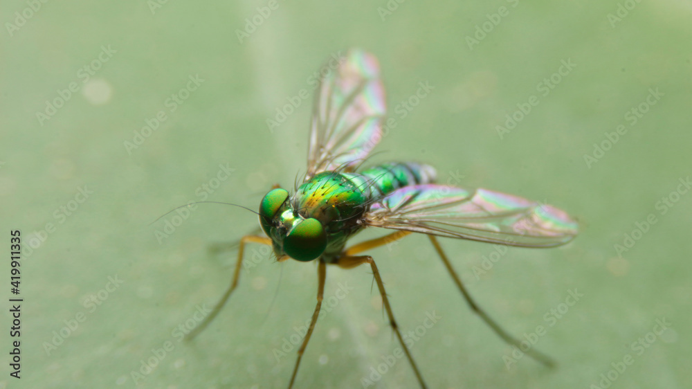 Fototapeta premium close-up dolichopodidae, the long-legged flies