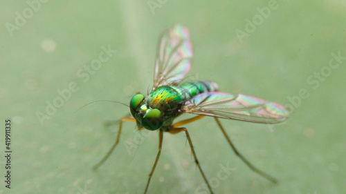 close-up dolichopodidae, the long-legged flies © afe207