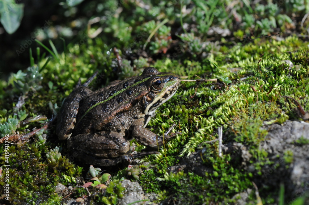 small frog near a stream outside of Velingrad, Bulgaria small frog near a stream outside of Velingrad, Bulgaria