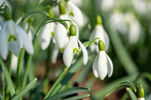 close up of snowdrops in spring photo