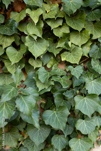 Background formed by ivy on the wall. A carpet of ivy is clinging to the wall, macro photography shows details of ivy leaves and the brick wall.