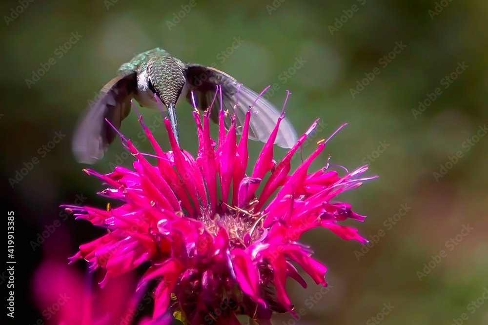 Fototapeta premium Hummingbird In Flight Feeding On Bee Balm Flower