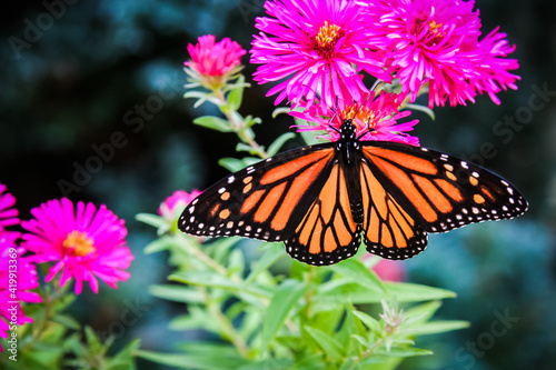 Monarch Butterfly With Wings Opened On Fuchsia Aster Plant photo