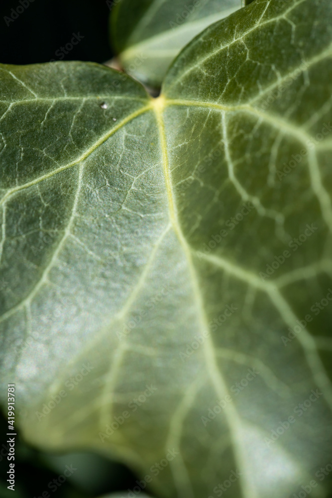 Background of an ivy leaf with veins, the macro photograph of a leaf shows all the details of its structure. Background of an ivy leaf with veins, the macro photograph of a leaf shows all the details of its structure.