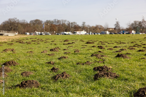 Viele Maulwurfshügel auf einer Wiese photo