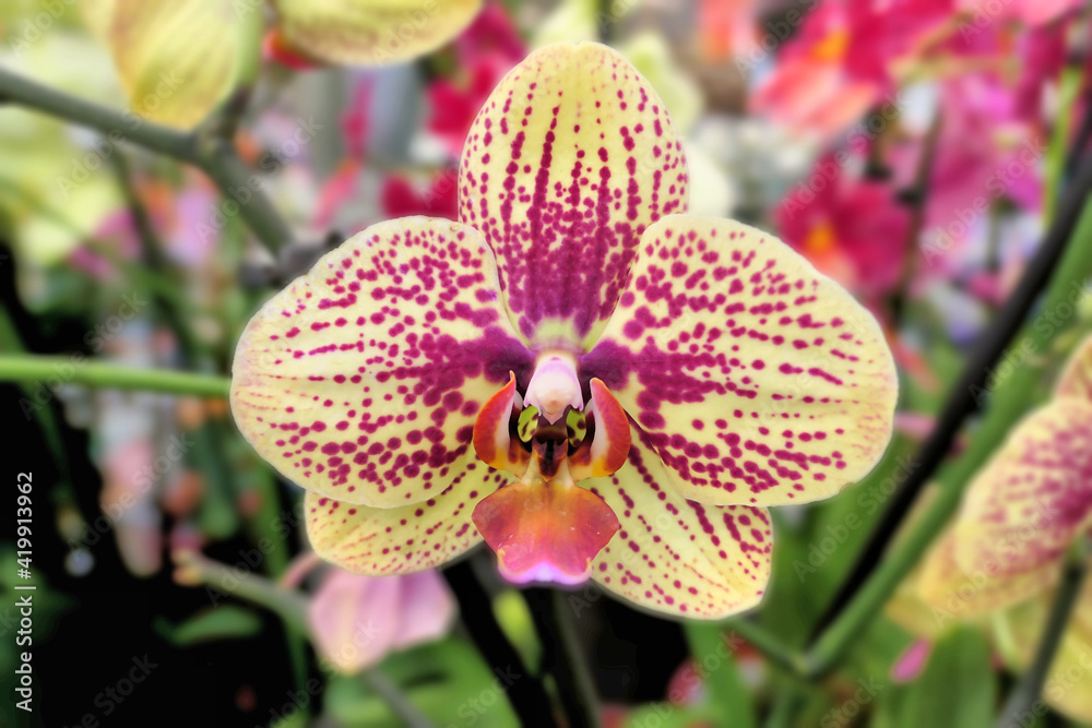 Orchidee - Orchidaceae Orchidee - Orchidaceae