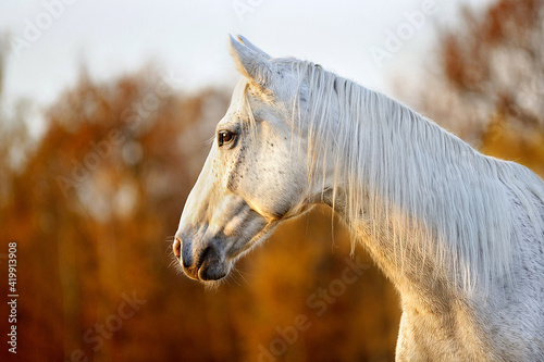 siwy koń
