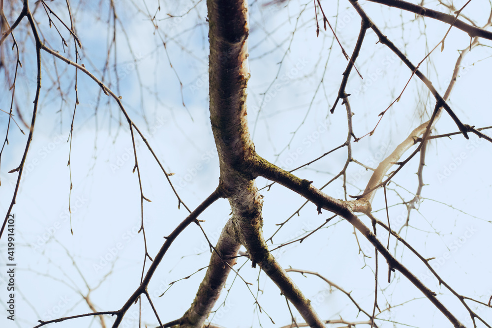 Close up of a bare tree in winter | Close up van een kale boom in de winter Close up of a bare tree in winter | Close up van een kale boom in de winter