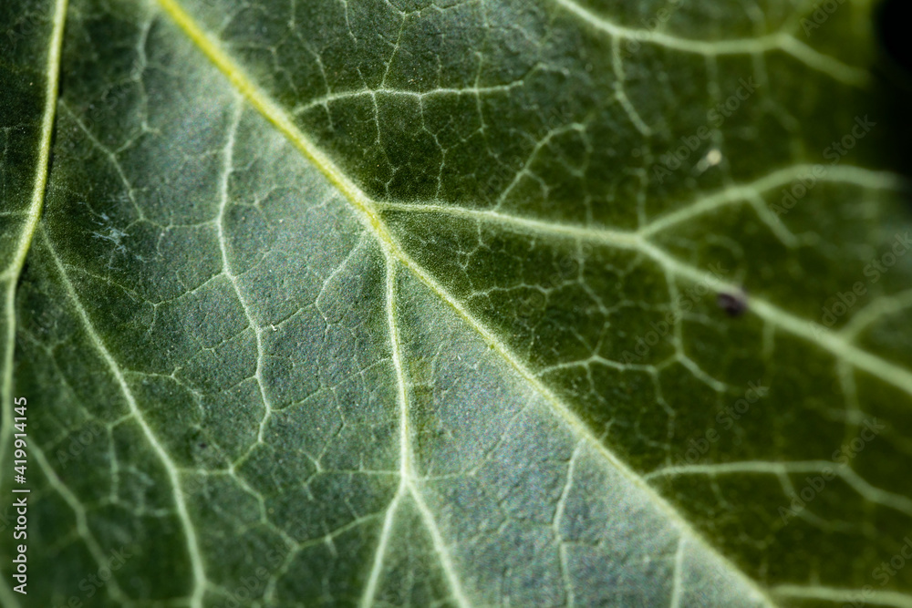 Background of an ivy leaf with veins, the macro photograph of a leaf shows all the details of its structure. Background of an ivy leaf with veins, the macro photograph of a leaf shows all the details of its structure.