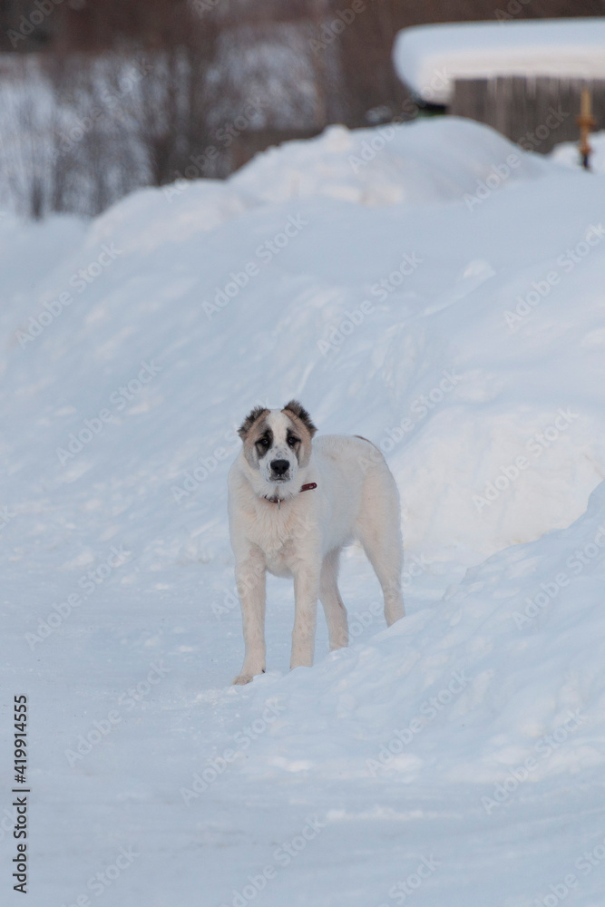 Alabai (Central Asian Shepherd) puppy on the snow