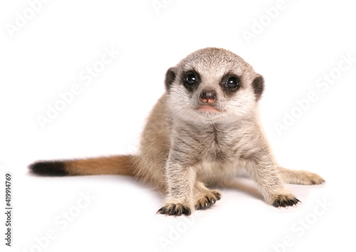 Valokuva Meerkat