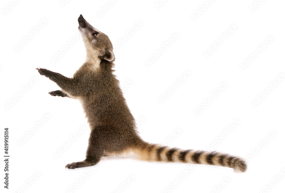 Fototapeta premium South American coati