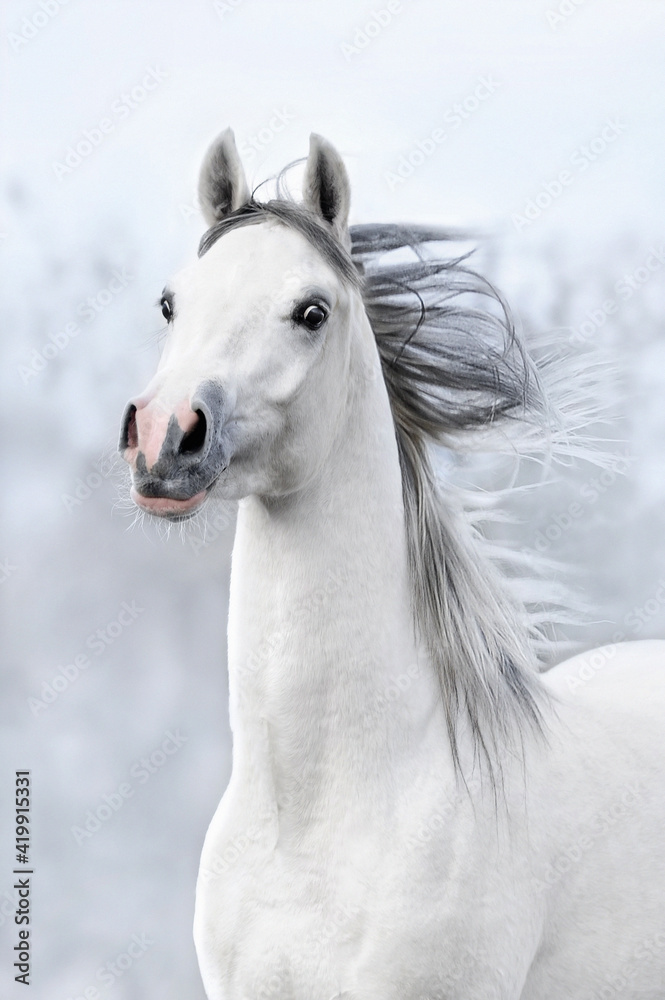 portret konia - obrazy, fototapety, plakaty 