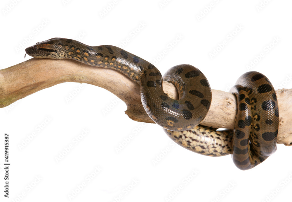 Naklejka premium Green anaconda