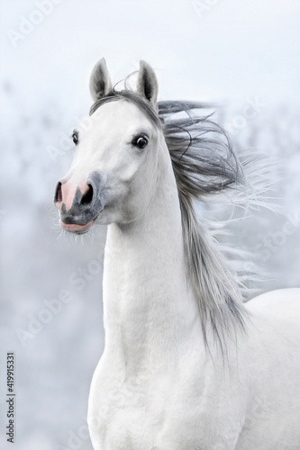 portret konia