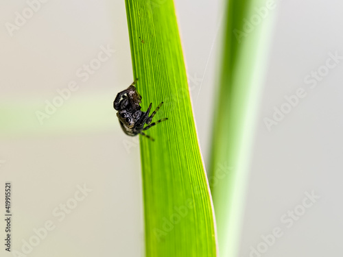 The beautiful jumping spider on the leaves isolated with blur background. Selective focus or defocused or random focus. photo