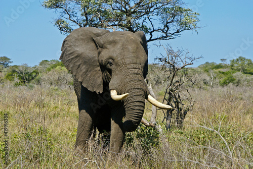 Bull elephant at Tembe National Elephant Park, Kwazulu-Natal, South Africa photo