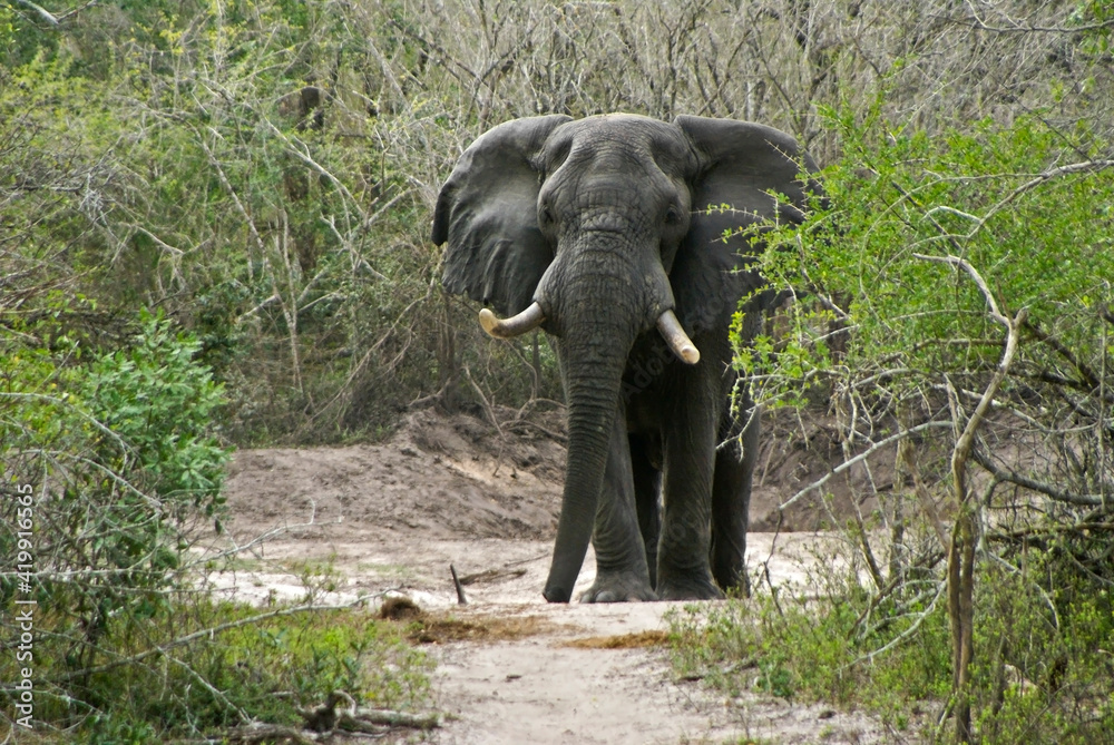 Bull elephant crossing sandy stream bed, Tembe National Elephant Park, Kwazulu-Natal, South Africa