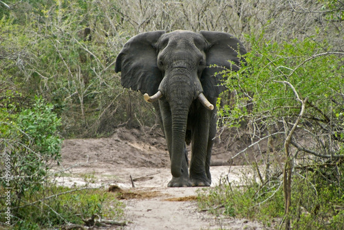 Bull elephant crossing sandy stream bed, Tembe National Elephant Park, Kwazulu-Natal, South Africa