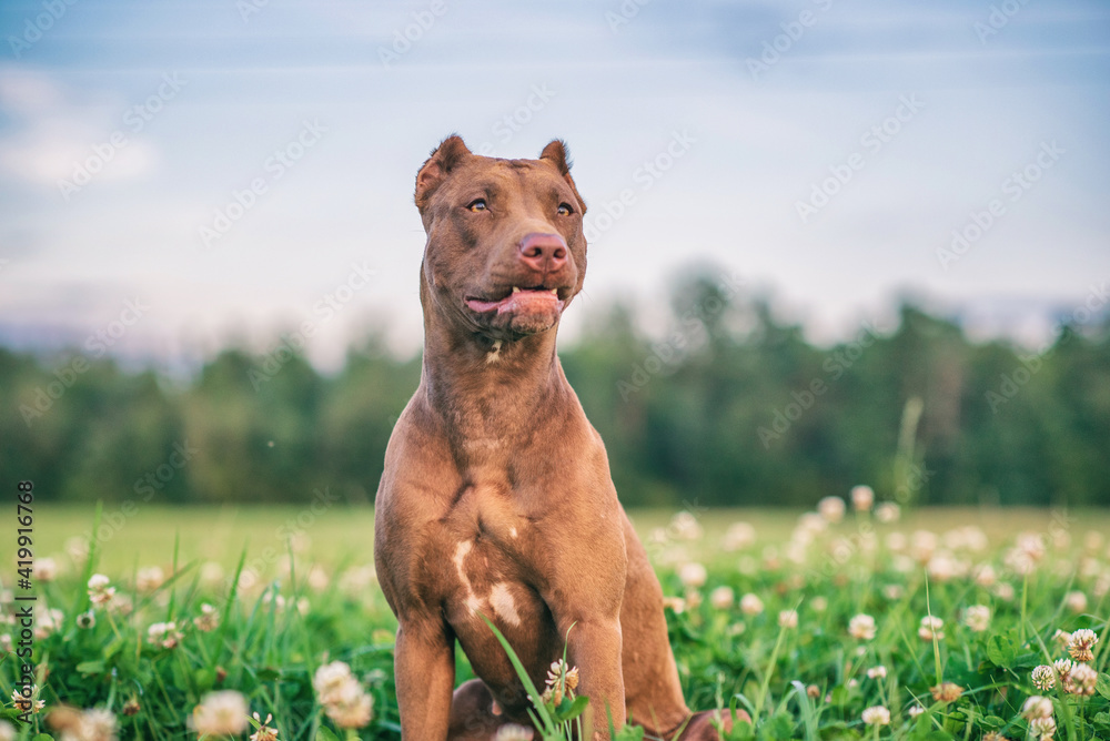 Portrait of a formidable pit bull terrier on a summer meadow in the grass, close-up.