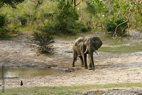 Bull elephant walking past waterhole at Tembe National Elephant Park, Kwazulu-Natal, South Africa photo