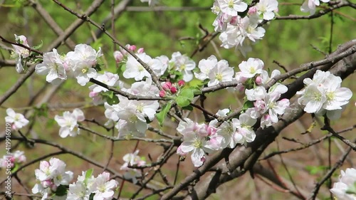 Tree in bloom in early spring