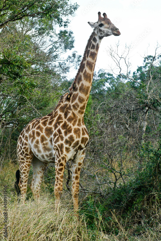 Southern giraffe with red-billed oxpeckers on neck, Hluhluwe Game Reserve, Kwazulu-Natal, South Africa