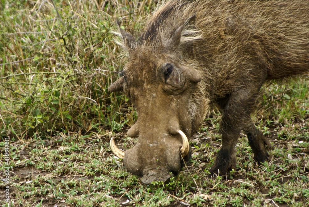 Male warthog grazing, Hluhluwe Game Reserve, Kwazulu-Natal, South Africa Male warthog grazing, Hluhluwe Game Reserve, Kwazulu-Natal, South Africa