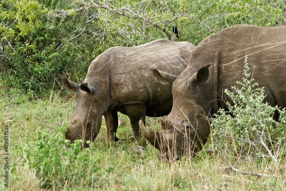 Southern white rhinos (female and juvenile calf) grazing, Hluhluwe Game Reserve, Kwazulu-Natal, South Africa