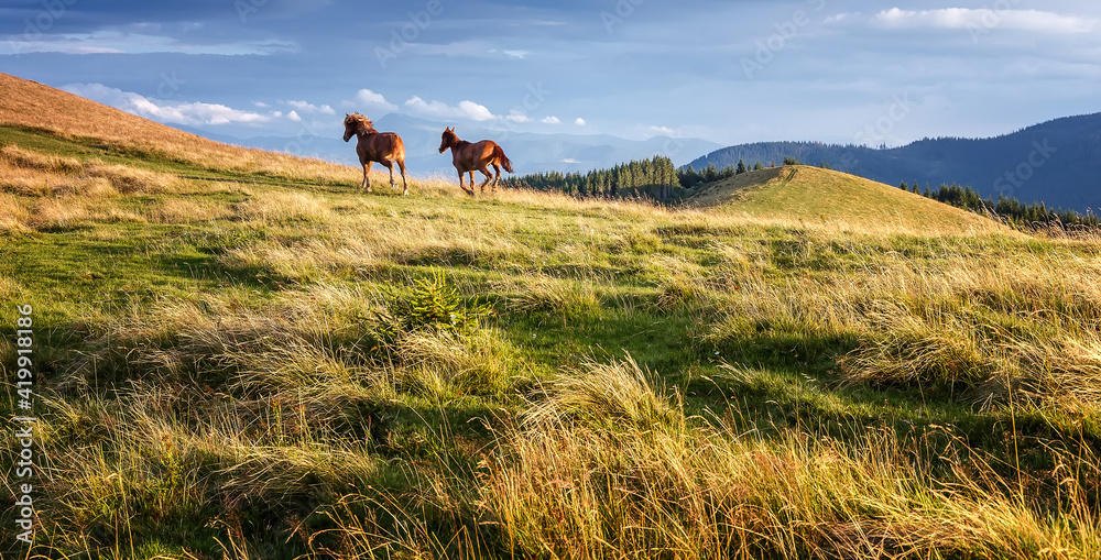 Awesome alpine highlands in sunny day. Horses running free on mountain meadow. Scenic morning panorama of the mountains in summer. Amazing nature scenery. Carpathian mountains. Ukraine