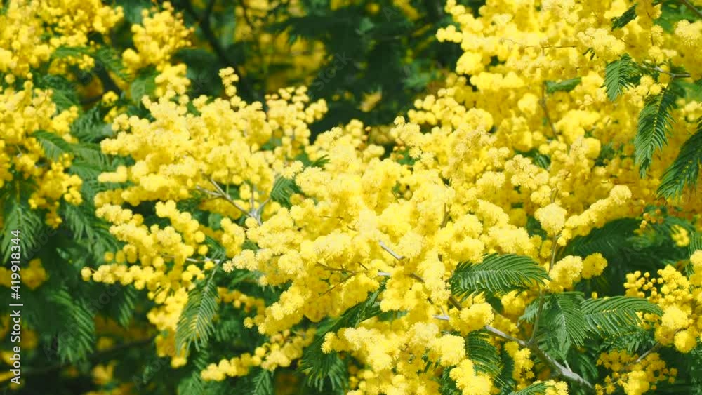 Flowers blooming during springtime in the south of France - french Riviera garden Flowers blooming during springtime in the south of France - french Riviera garden
